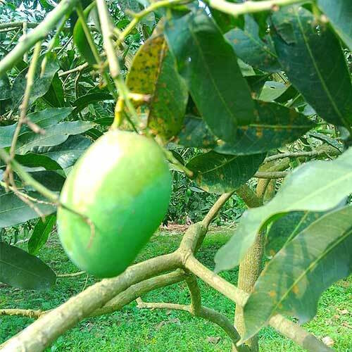 আম্রপালি আম – মিষ্টি, সুগন্ধী এবং রসে ভরা