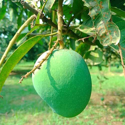 হাড়িভাঙা আম – আঁশবিহীন, সুস্বাদু স্বাদের রাজকীয় আম