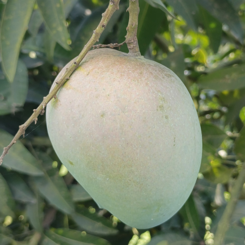 হাড়িভাঙা | Harivaanga